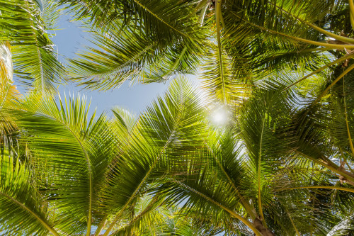 Anticipating Summer Sensations